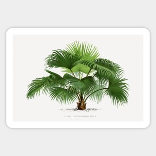 Chinese fan palm vintage botanical print Sticker